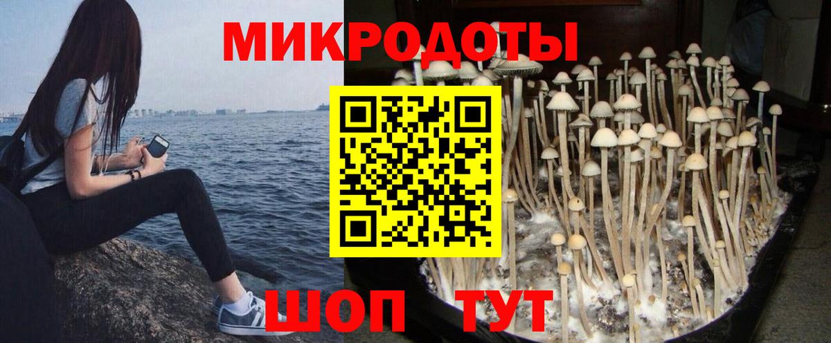 Муром  Псилоцибиновые грибы Psilocybe  Вход с VPN 